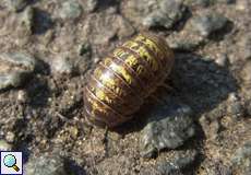 Gewöhnliche Kugelassel (Common Pill Bug, Armadillidium vulgare)