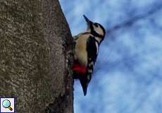Buntspecht (Great Spotted Woodpecker, Dendrocopos major)