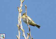 Fitis (Willow Warbler, Phylloscopus trochilus)