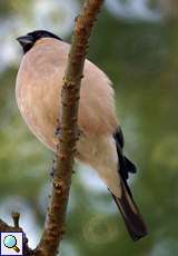 Weiblicher Gimpel (Bullfinch, Pyrrhula pyrrhula)