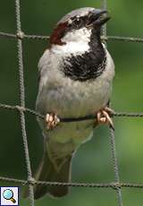 Männchen Haussperling (House Sparrow, Passer domesticus)