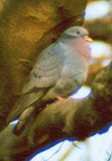 Hohltaube (Stock Pigeon, Columba oenas)