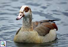 Erwachsene Nilgans (Egyptian Goose, Alopochen aegyptiaca)