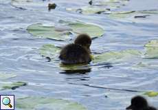 Junge Reiherente (Tufted Duck, Aythya fuligula)