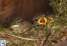 Junge Zaunkönige (Wren, Troglodytes troglodytes) im Nest