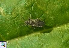 Brennnessel-Bodenwanze (Nettle Ground Bug, Heterogaster urticae)