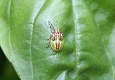 Fleckige Brutwanze (Parent Bug, Elasmucha grisea), Nymphe