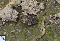 Gemeiner Hüpferling (Common Shore Bug, Saldula saltatoria)