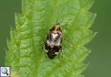 Gepunktete Nesselwanze (Plant Bug, Liocoris tripustulatus)
