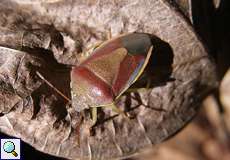 Ginster-Baumwanze (Gorse Shieldbug, Piezodorus lituratus)