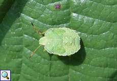 Grüne Stinkwanze (Green Shieldbug, Palomena prasina), Nymphe
