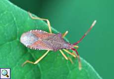 Hasel-Randwanze (Box Bug, Gonocerus acuteangulatus)
