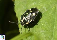 Kohlwanze (Brassica Shieldbug, Eurydema oleracea)