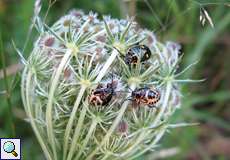 Kohlwanzen (Brassica Shieldbug, Eurydema oleracea), Alttier und zwei Nymphen