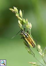 Männliche Langhaarige Dolchwanze (Meadow Plant Bug, Leptopterna dolabrata)
