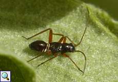 Nymphe einer Prachtwanze (Capsid Bug, Miris striatus)