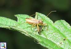 Nymphe der Rotbraunen Sichelwanze (Common Damsel Bug, Nabis rugosus)