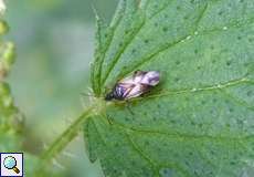 Wald-Blumenwanze (Common Flowerbug, Anthocoris nemorum)