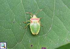 Nymphe der Wipfel-Stachelwanze (Hawthorn Shieldbug, Acanthosoma haemorrhoidale)