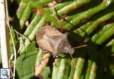 Zweizähnige Dornwanze (Spiked Shieldbug, Picromerus bidens)