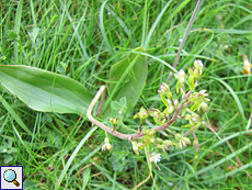 Großes Zweiblatt (European Common Twayblade oder Greater Twayblade, Listera ovata)