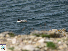 Eissturmvogel (Fulmarus glacialis) an der Balnakeil Bay