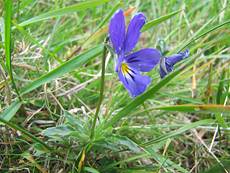 Vogesen-Stiefmütterchen (Mountain Pansy, Viola lutea lutea)