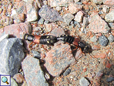 Käferliebe: Zwei Kurzflügler (Staphylinus erythropterus) bei der Paarung