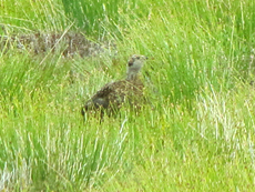 Junges Schottisches Moorschneehuhn (Lagopus lagopus scoticus)