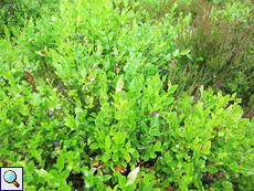 Heidelbeere (Bilberry, Vaccinium myrtillus)