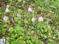Moosglöckchen (Twin Flower, Linnaea borealis)