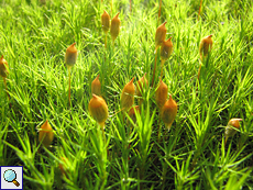 Schönes Widertonmoos (Beautiful Hair-moss, Polytrichum formosum)