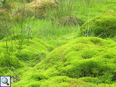 Schönes Widertonmoos (Beautiful Hair-moss, Polytrichum formosum)