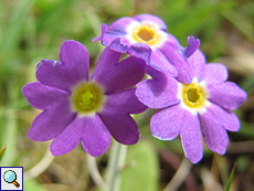 Schottische Primel (Scottish Primrose, Primula scotica)