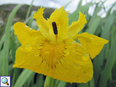 Sumpf-Schwertlilie (Yellow Iris, Iris pseudacorus)