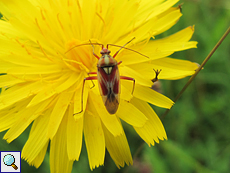 Rotgefleckte Weichwanze (Bug, Calocoris roseomaculatus)