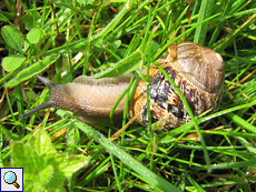 Gefleckte Weinbergschnecke (Brown Garden Snail, Cornu aspersum)