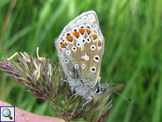 Hauhechel-Bläuling (Common Blue, Polyommatus icarus)