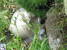 Brütender Eissturmvogel mit Nachwuchs (Northern Fulmar, Fulmarus glacialis)