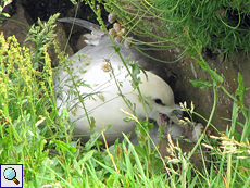 Eissturmvogel füttert seinen Nachwuchs (Northern Fulmar, Fulmarus glacialis)