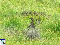 Schottisches Moorschneehuhn (Red Grouse, Lagopus lagopus scoticus)