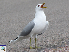 Sturmmöwe (Mew Gull, Larus canus)