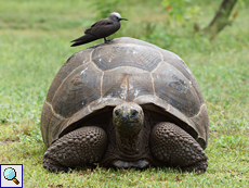 Aldabra-Riesenschildkröten (Dipsochelys dussumieri) trägt einen Schlankschnabelnoddi (Anous tenuirostris) spazieren