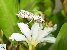 Heliotropmotte (Utetheisa pulchelloides pulchelloides) auf einer Blüte von Scaevola taccada