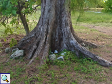 Bitte nicht stören: Zwischen den Baumwurzeln brütet ein Weißschwanz-Tropikvogel (Phaethon lepturus lepturus)