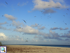 Himmel voller Seevögel am North Point