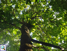 Großer Baum mit Vogelnest-Streifenfarn (Asplenium nidus)