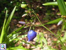 Die auffällige Frucht der Chinesischen Flachslilie (Dianella ensifolia)
