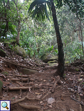 Der Weg zum Gipfel des Copolia führt an der Flanke des Berges empor und es gibt stellenweise improvisierte Stufen
