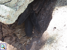 Beim Erklimmen der Felsen ist Vorsicht geboten, denn in den Spalten brüten Seevögel